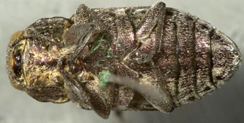 Media type: image;   Entomology 33791 Aspect: habitus ventral view